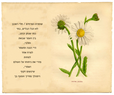 flowers